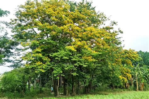fast growing trees in the philippines|Narra: Farm's Fastest Growing Philippine Native Tree  .